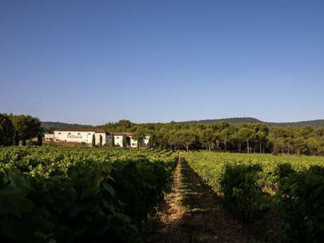 Ballades Immersives – Dégustation de vin et d’huile d’olive