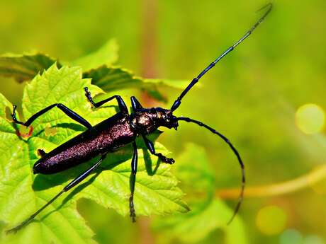 Art Trop Podes exhibition