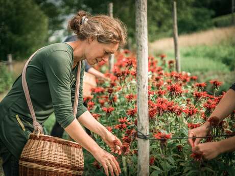 Etoile Verte - Spiruline et Plantes Aromatiques et Médicinales
