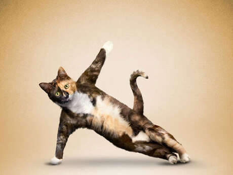 Yoga Ashtanga Vinyasa