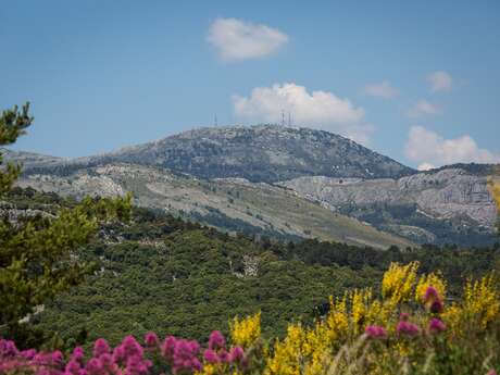 Mont Lachens, le toit du Var - Espace Naturel Sensible