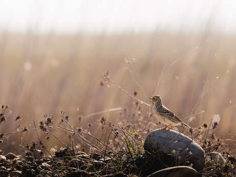 Visite de la Réserve des Coussouls de Crau