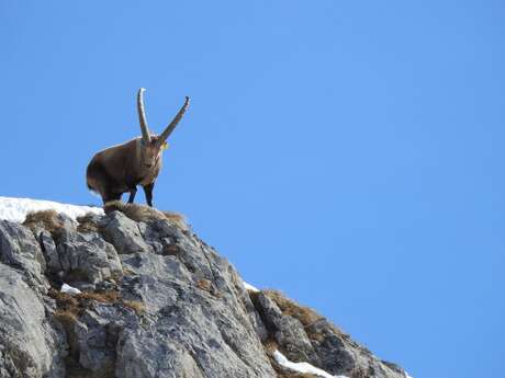 Projection-causerie : "Bouquetin, la vigie des montagnes"