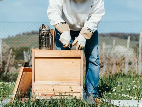 Découverte du monde des abeilles