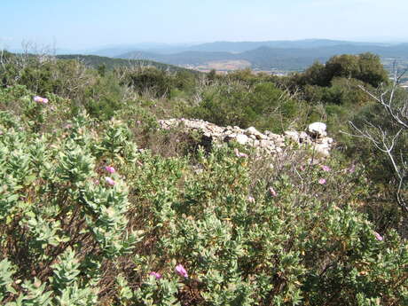 L'Oppidum du Castellas