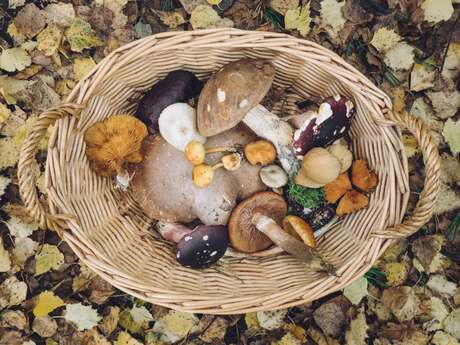 Cueillette et découverte des champignons - Maison de la Forêt