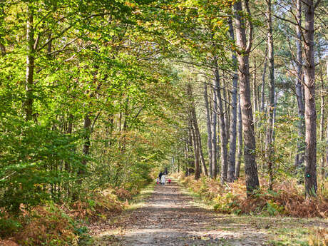 Soucelles Communal Forest