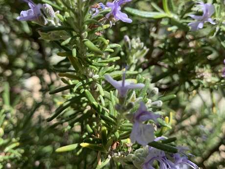 Les plantes locales sauvages médicinales et comestibles