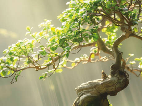 Atelier de fin d'automne avec l'Art Bonsaï Club