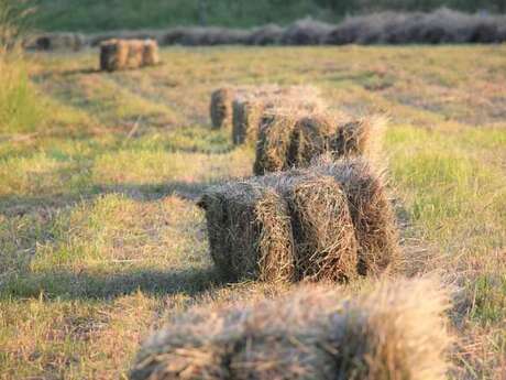 Les Fourrages Bio de L'Establerie