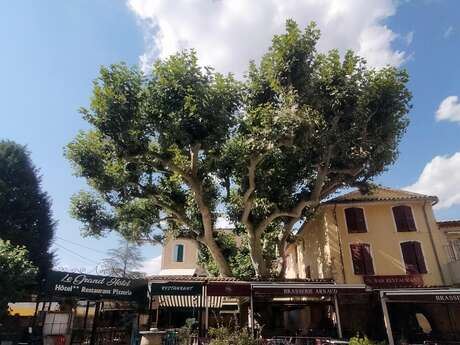 Platane de la place Duchâtel