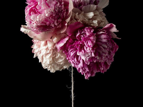 Exposition de photo "Le pouvoir des fleurs"