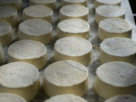 Atelier du lait au fromage à la ferme du Petit Mont