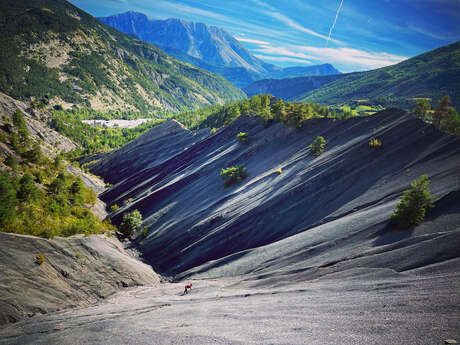 Ichtyosaure de la Mélaie