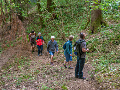 Les Fêtes de la Chartreuse - Visite de la forêt vitrine Sylv’acctes