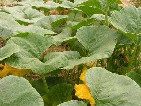 Les Jardins de La Rainette