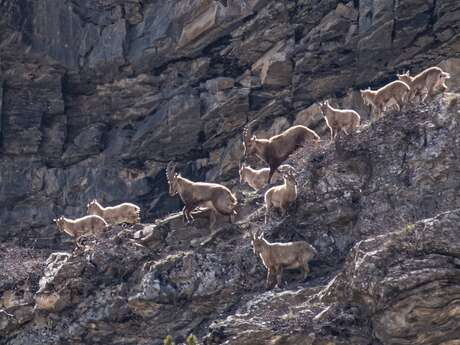 Rdv avec le Parc : Prospection bouquetin