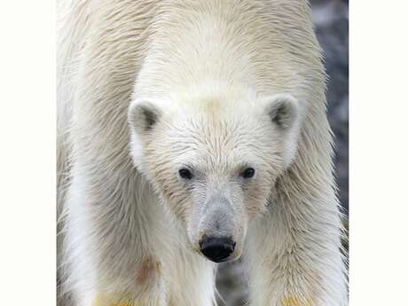 Exposition de photographies de David Allemand