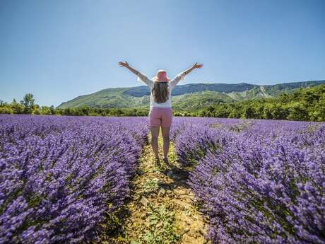 Au cœur des lavandes