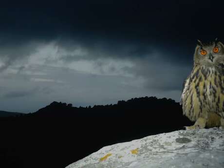 Balade nature nocturne commentée : Promenons-nous dans les bois à Cuers