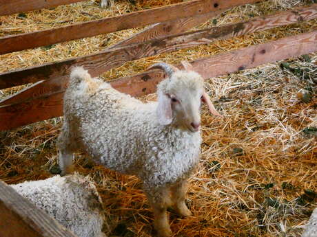 De Ferme en Ferme : La Ferme de La Montagne