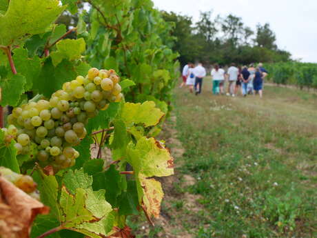 Vignoble et Terroirs au Château d’Epiré