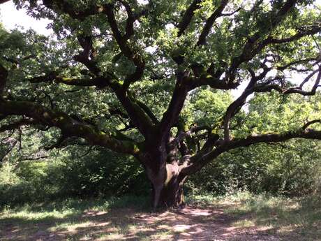 Le Chêne Pierre d'Arc