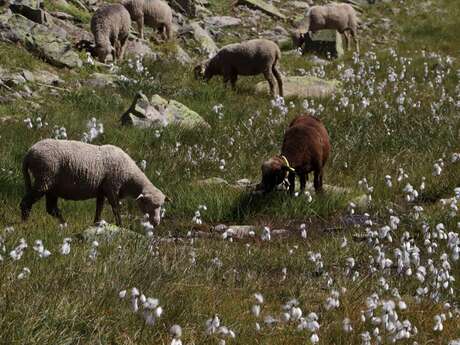 Rencontre avec le Parc national des Ecrins : pastoralisme et environnement