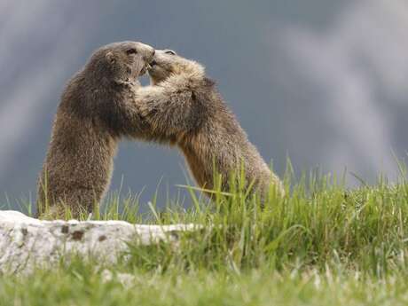 Ciné Casset : Les marmottes du grand rocher