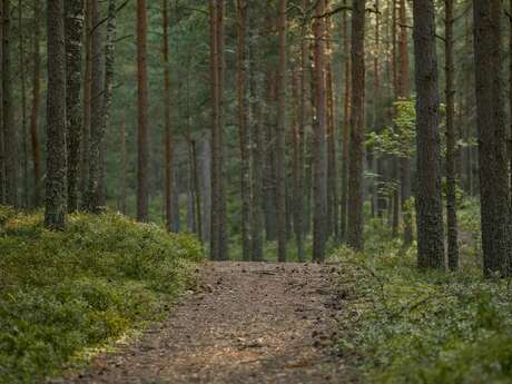 Balade contée naturaliste : histoires d’arbres et de plantes