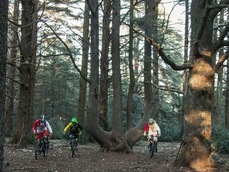 VTT n°49 - Forêt des Cèdres du Petit Luberon