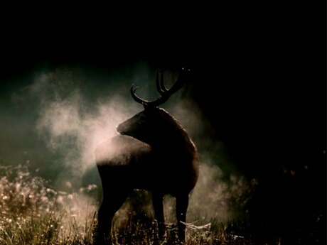 Exposition "EN FORÊT, de la gestion à l'évasion"