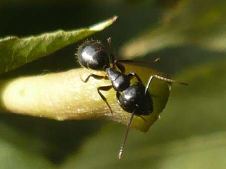 L'histoire du cerf et de la fourmi