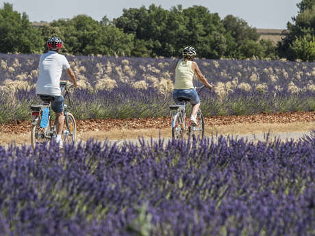 Site VTT FFC - Provence Verdon - Circuit 36 - Vert - Valensole