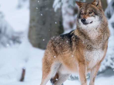 Sortie raquettes : A pas de loup