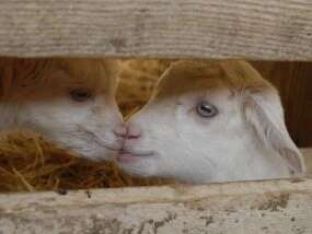 Les chèvres des Blétonnets