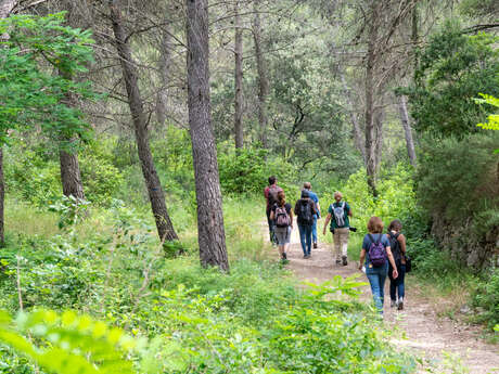 Hike in the forest: Immerse yourself in the heart of the Alpilles pine forest