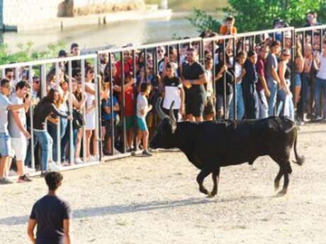 Féria d'Alès - Encierro