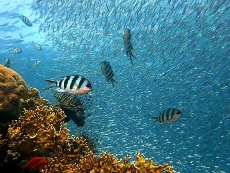 Tahiti Plongée Passion - Whale watching tours