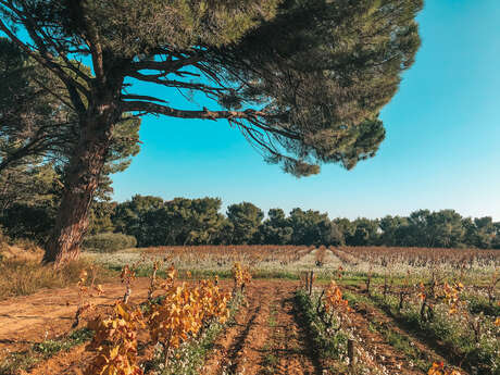 Parcours découverte au Domaine de Cristia Parcours découverte au Domaine de Cristia