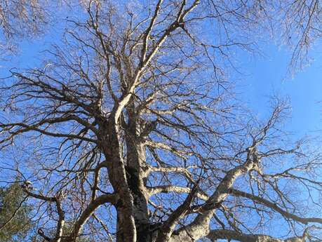 Atelier plantes sauvages, jardin et low-techs