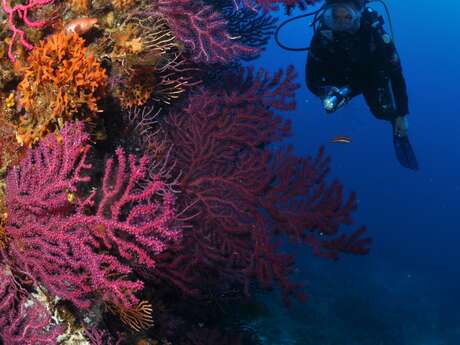 Prima immersione "Port-Cros" con Aquabormes