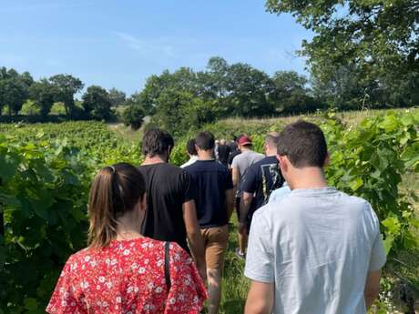 Au coeur du vignoble au Domaine " Le Novi"
