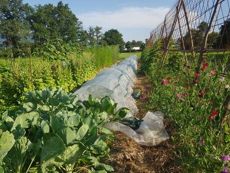 Petit tour par le jardin : des fleurs et des graines