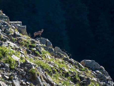 Chamois à la tombée de la nuit