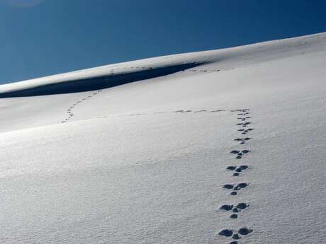 Atelier traces du Parc national des Ecrins