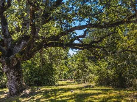 Immersion dans la forêt d'arbres centenaires