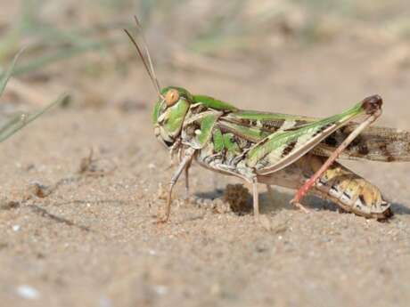 A desert teeming with life – Outing with the eco-guards
