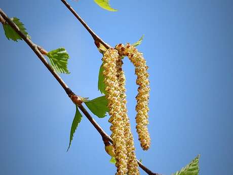 Arbres, fleurs et compagnie