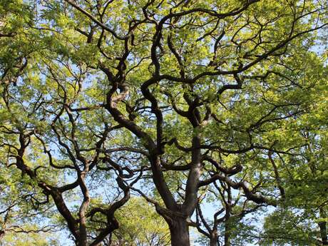 Les arbres remarquables - ENFANTS